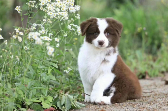 狗狗关在笼子里面老是叫怎么办