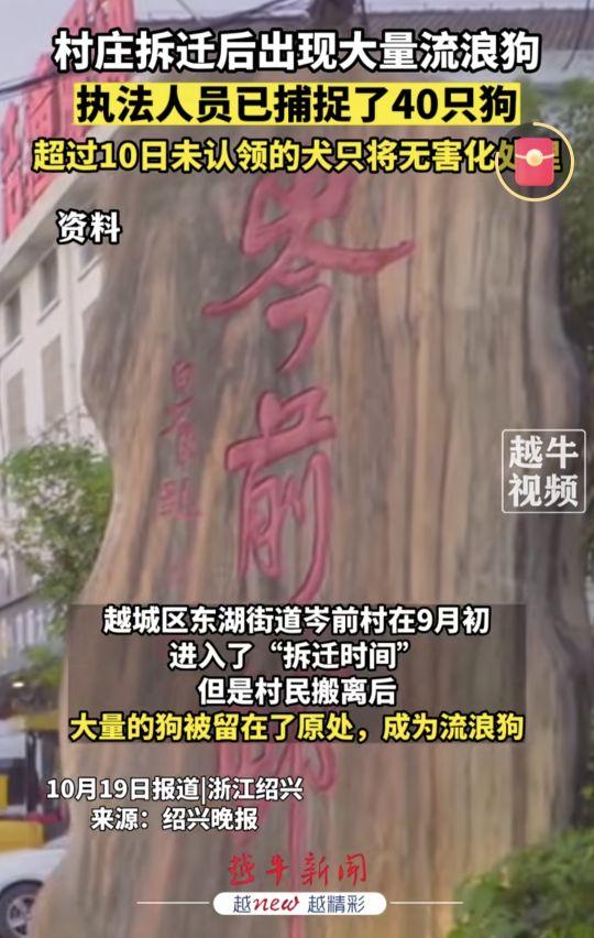 岑前村拆迁后抛弃大量看门烈狗，仅捕获40只，剩余全部进入城区