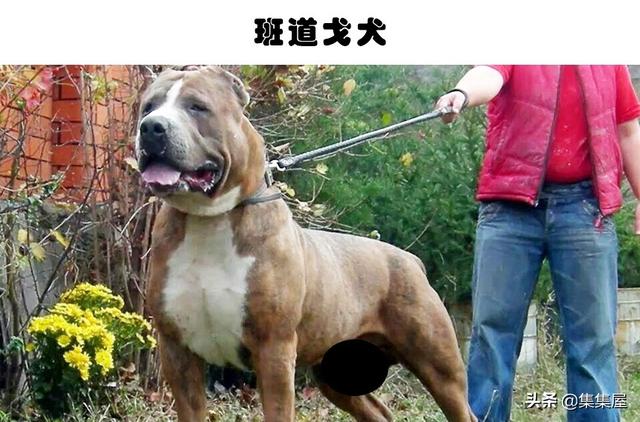 危险的犬类：在世界各地的城市里，通常被禁养的10种犬种