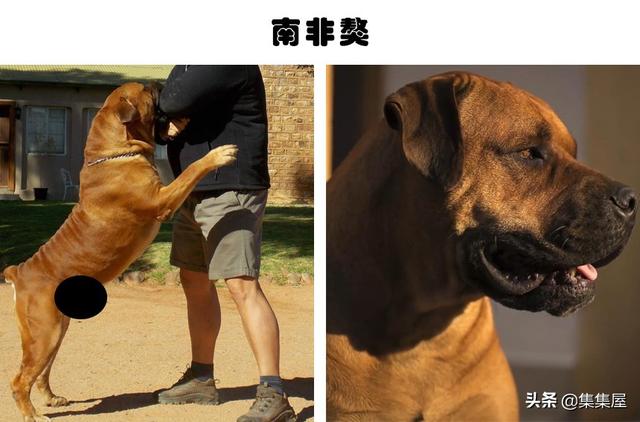 危险的犬类：在世界各地的城市里，通常被禁养的10种犬种