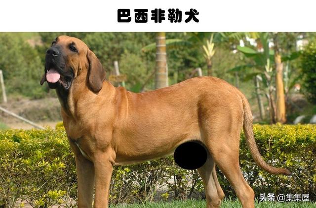 危险的犬类：在世界各地的城市里，通常被禁养的10种犬种