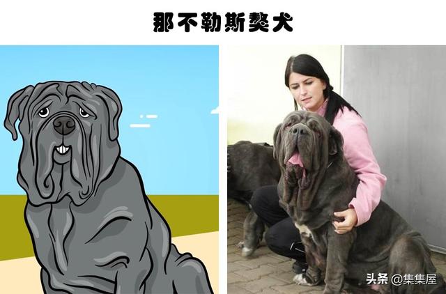 危险的犬类：在世界各地的城市里，通常被禁养的10种犬种