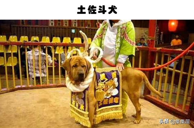 危险的犬类：在世界各地的城市里，通常被禁养的10种犬种