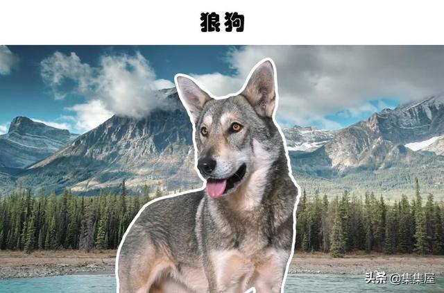 危险的犬类：在世界各地的城市里，通常被禁养的10种犬种