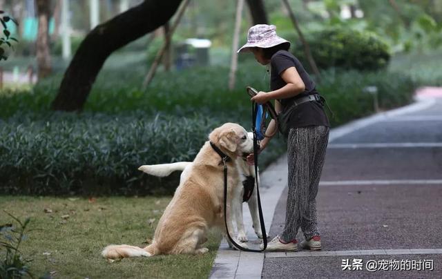 养猫or养狗 到底是养猫咪省钱，还是养狗狗更省钱？