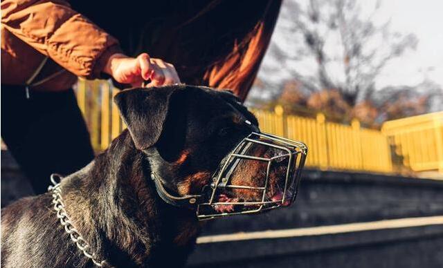 这5种看家神犬，如果给你选的话，你选谁？