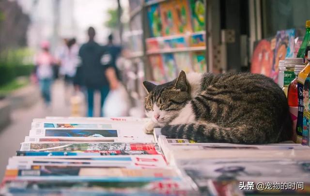 养猫or养狗 到底是养猫咪省钱，还是养狗狗更省钱？