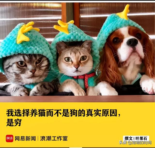 养猫or养狗 到底是养猫咪省钱，还是养狗狗更省钱？