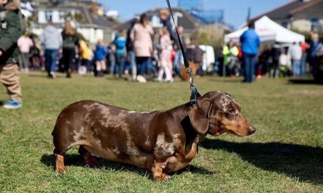 腊肠犬易患的4种疾病，原因大多和吃的有关，主人你知道吗？