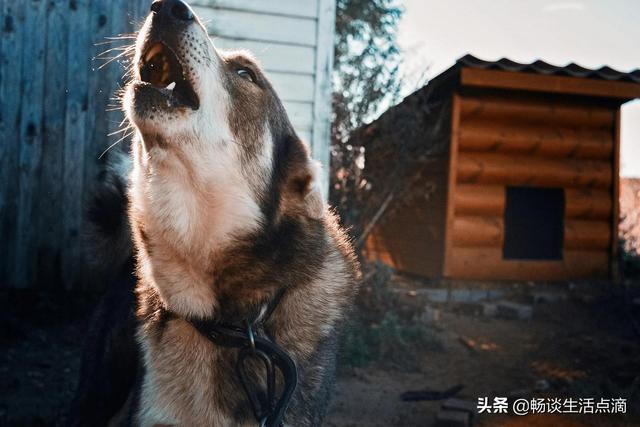 三更半夜狗狂叫！难道有什么预兆？看看老人的说法，是不是这样？