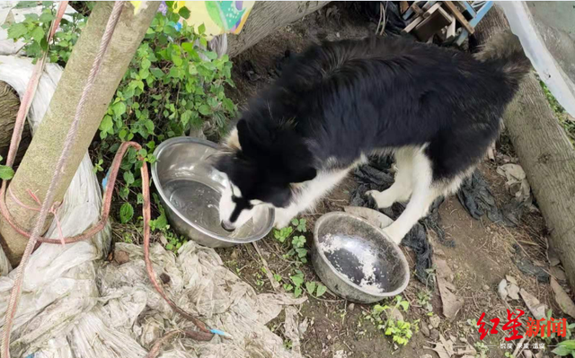 都市上班族外出，家中狗狗乱叫惹投诉 宅犬扰邻咋破