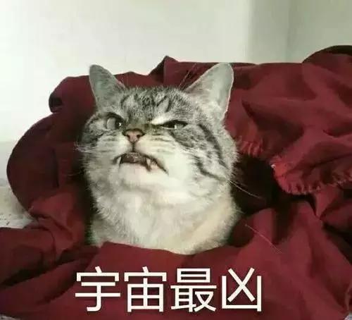 养猫和养狗的差别到底有多大？太真实了吧