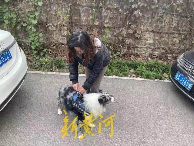 济南狗证费拟从400元降到300元背后：犬主可自主选择疫苗