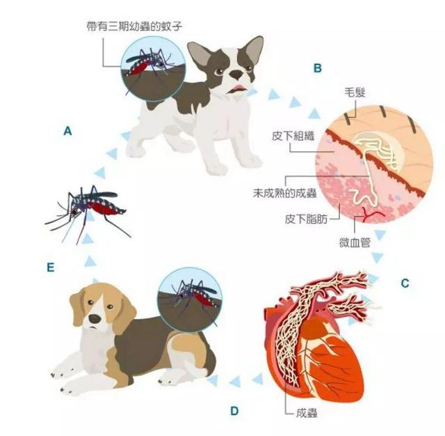 狗狗在家莫名染虫，铲屎官忧心寄生虫危害，学会三点杜绝虫害！