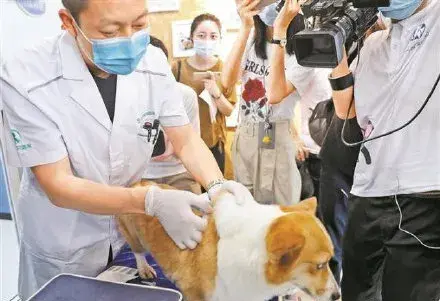 免费！免费！免费！登记犬只、注射芯片