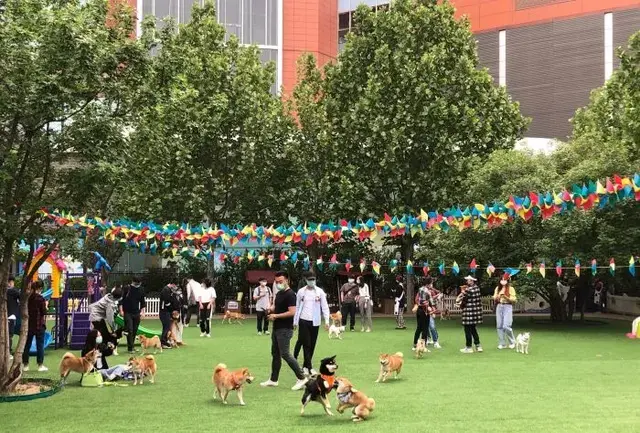 憋了这么久，毛孩子也想出去玩呀！北京这几个遛狗圣地推荐你