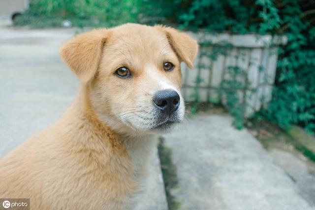 最适合农村养的狗~中华田园犬