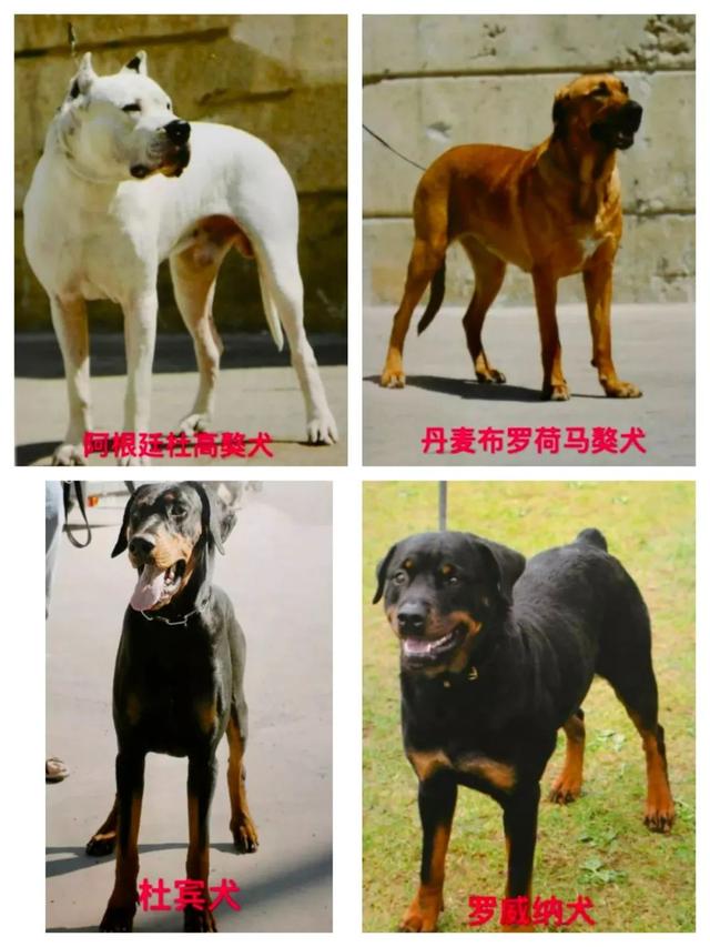 烈犬咬人！注意了，这些犬，北京不能养——