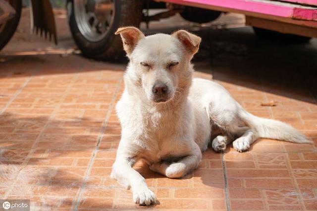 最适合农村养的狗~中华田园犬