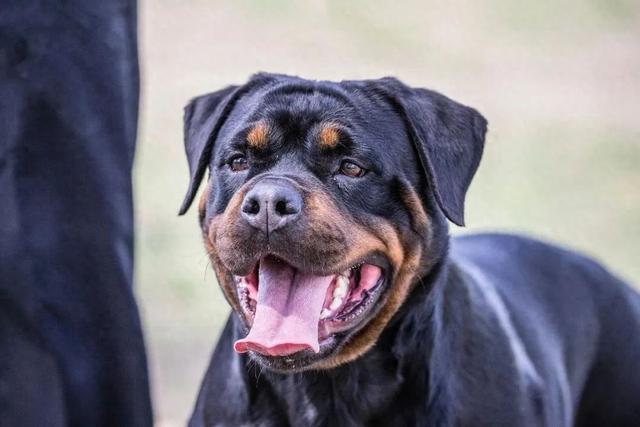 烈犬咬人！注意了，这些犬，北京不能养——