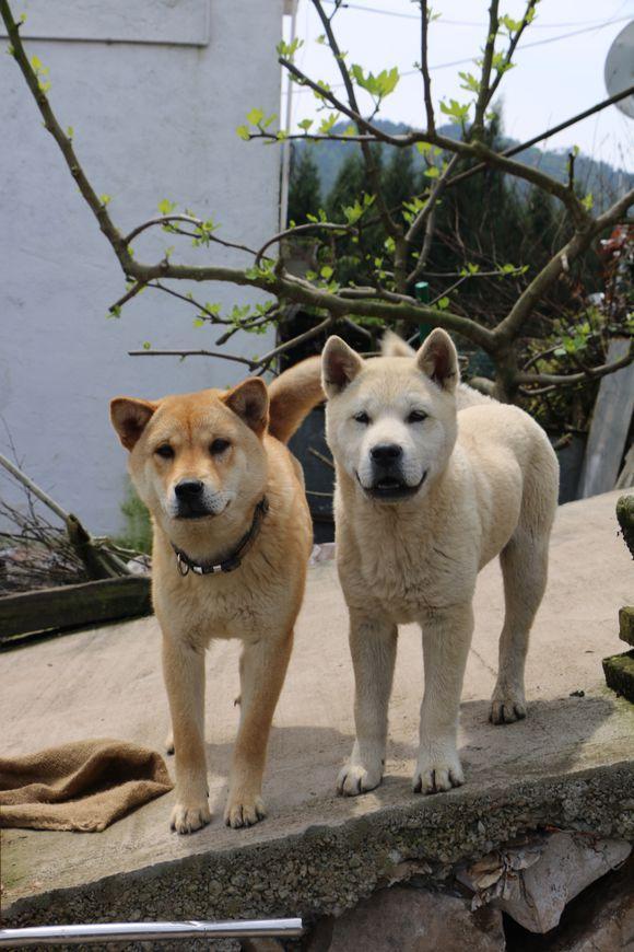 最适合农村养的狗~中华田园犬