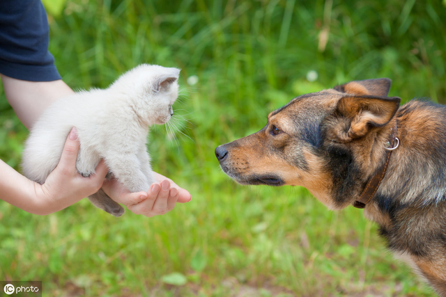 人生赢家就是要有狗又有猫！谁说猫狗不能混养，手把手教你怎么做