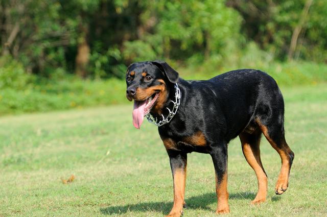 4大最适合别墅保卫犬种，却没有藏獒在内