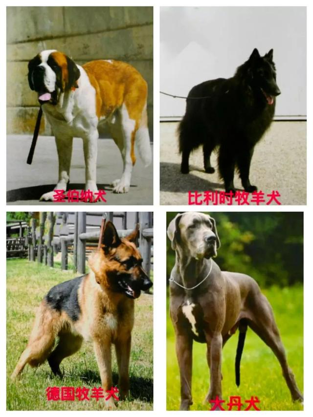 烈犬咬人！注意了，这些犬，北京不能养——