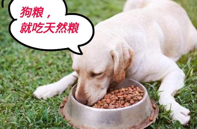 最适合农村养的狗~中华田园犬