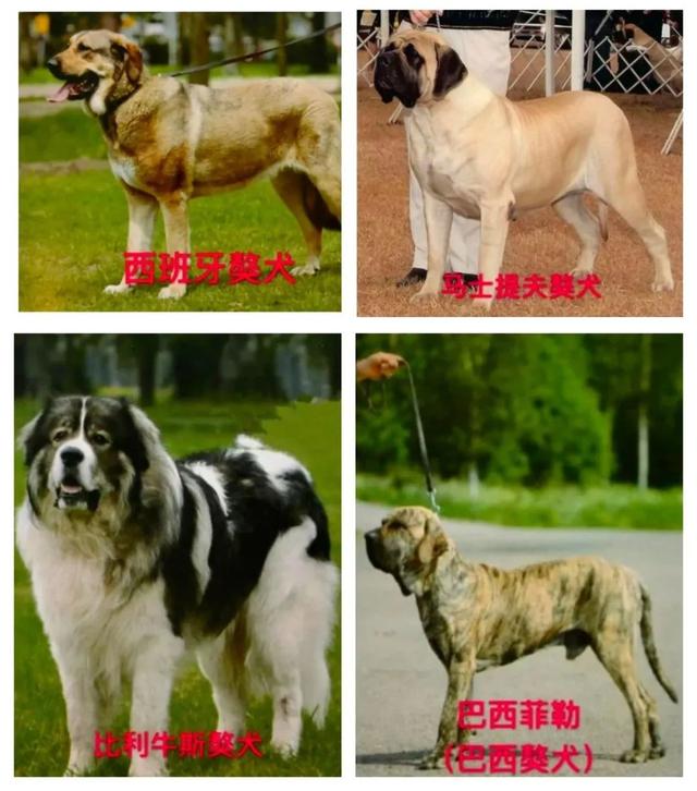 烈犬咬人！注意了，这些犬，北京不能养——