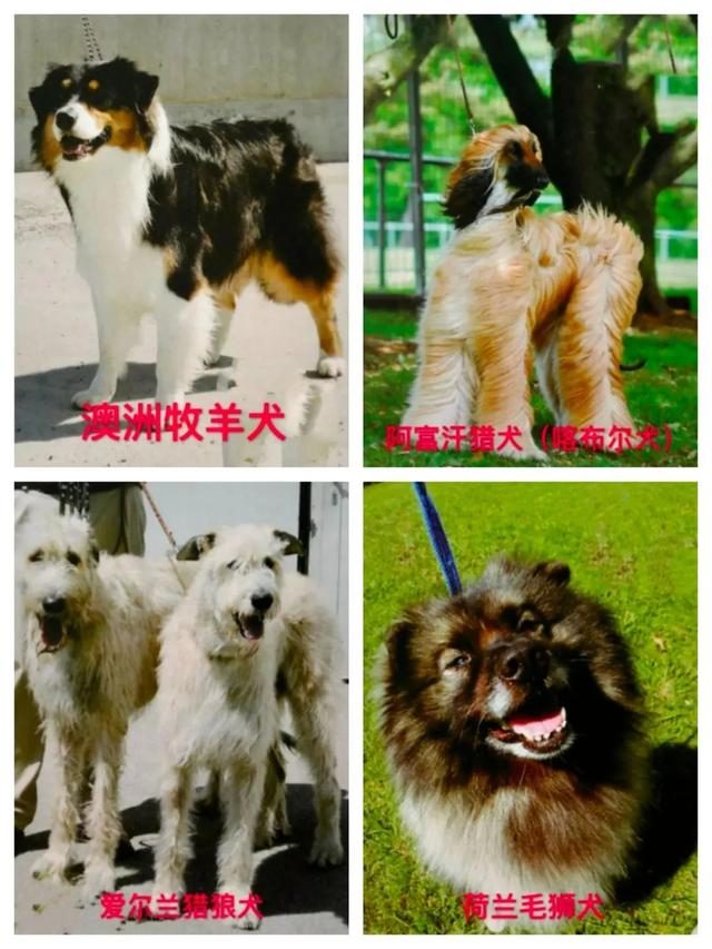 烈犬咬人！注意了，这些犬，北京不能养——