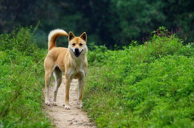 最适合农村养的狗~中华田园犬