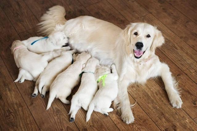 小型犬分娩风险最大，部分狗妈可能杀子，狗狗产崽该怎么办？