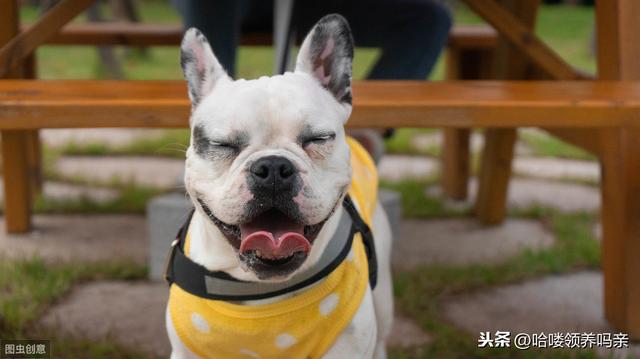 别被最好饲养的狗骗啦！养好法国斗牛犬，这些问题你注意到了吗？