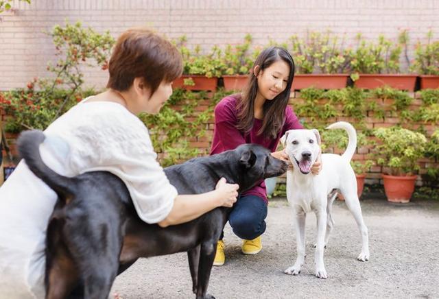 养猫养狗都一样？狗狗能更好地排遣孤独，寂寞想找伴，还是狗狗好