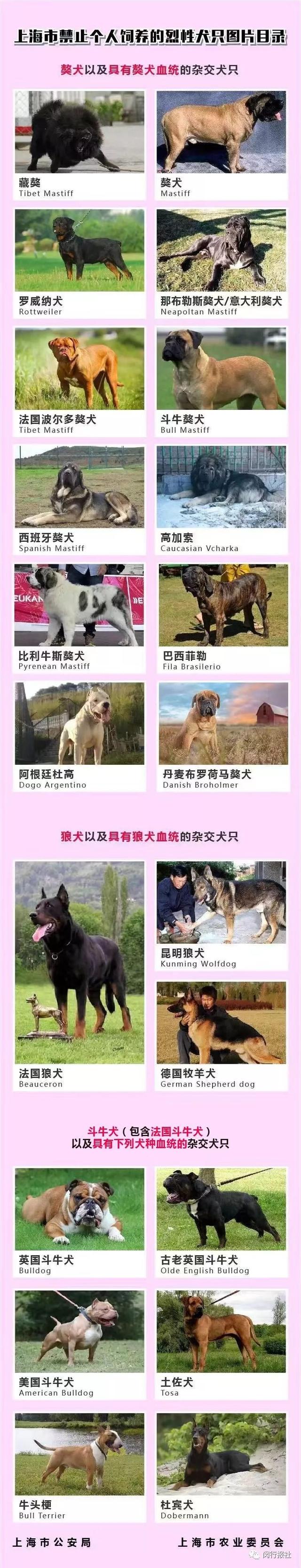 这21种狗狗不能养，99%的人不知道…