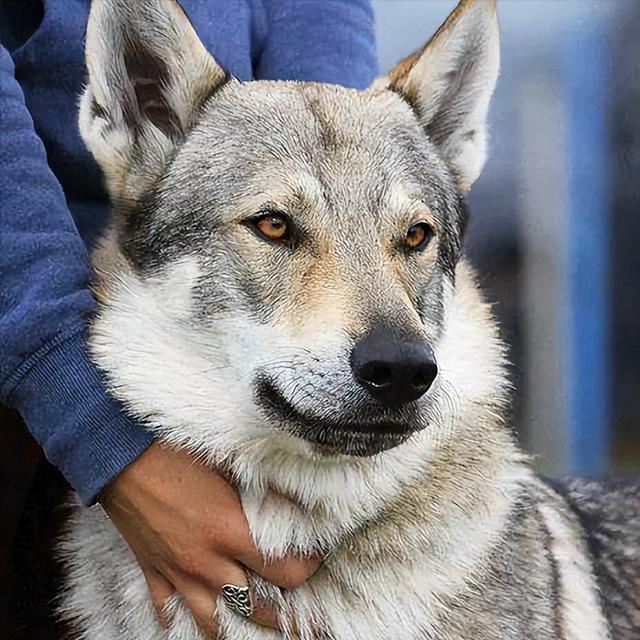 广州发布市区禁养犬名单，可别养错了