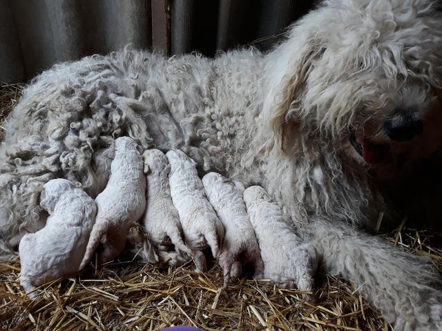 最容易认的狗，当属拖把狗可蒙犬，但难养洗澡都要花8个小时