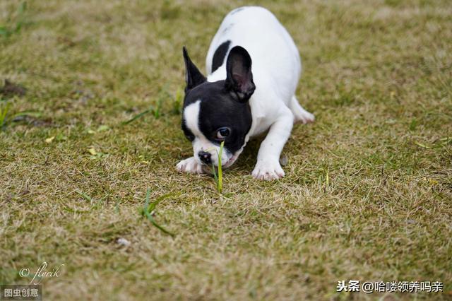 别被最好饲养的狗骗啦！养好法国斗牛犬，这些问题你注意到了吗？