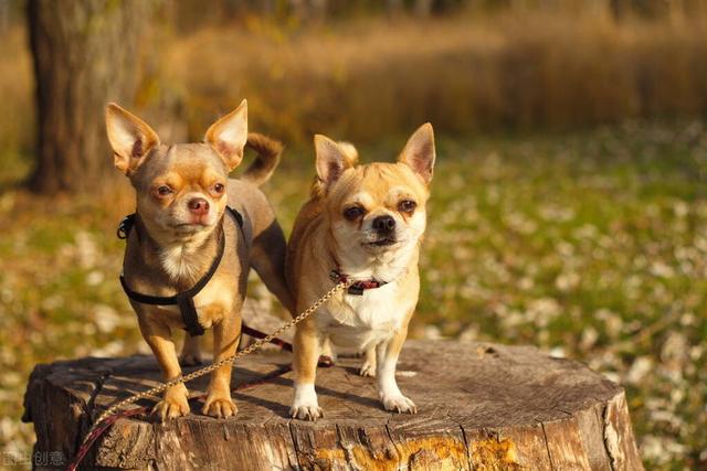 受欢迎的10种小型犬，寿命有多长，你都知道吗？