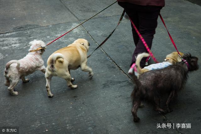 养一只狗狗在家陪爸妈是好事，但一定要教会老人家如何科学饲养