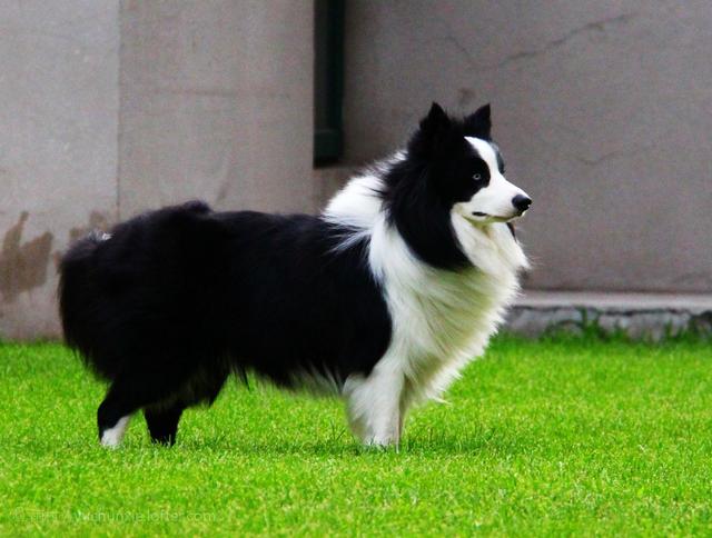 盘点敏捷性最好的十大犬种，用心培育，它们日后可能成为越障高手