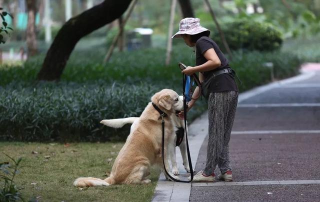 养猫的和养狗的，谁更有钱