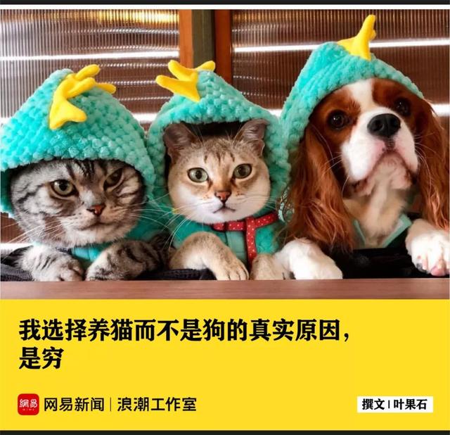 养猫的和养狗的，谁更有钱