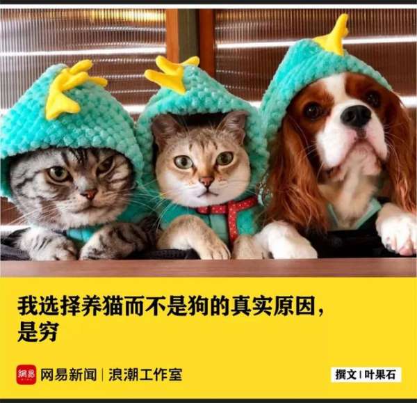 养狗和养猫哪个开销大(养猫的和养狗的，谁更有钱)