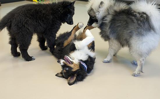 幼犬多大可以开始训练？其实狗狗很小开始，就能开始社会化训练