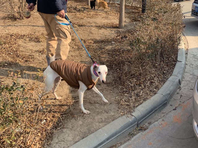 为何细犬这么优秀却很少人养？网友：养了之后就后悔了