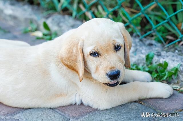 怎么养好拉布拉多犬