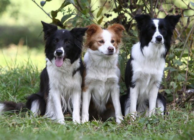 告诉你一个秘密：养狗，最好养边境牧羊犬