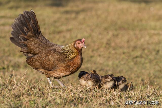 农村俗语：宁让鸡跳墙，不让狗上房，为啥？狗不能上房吗？